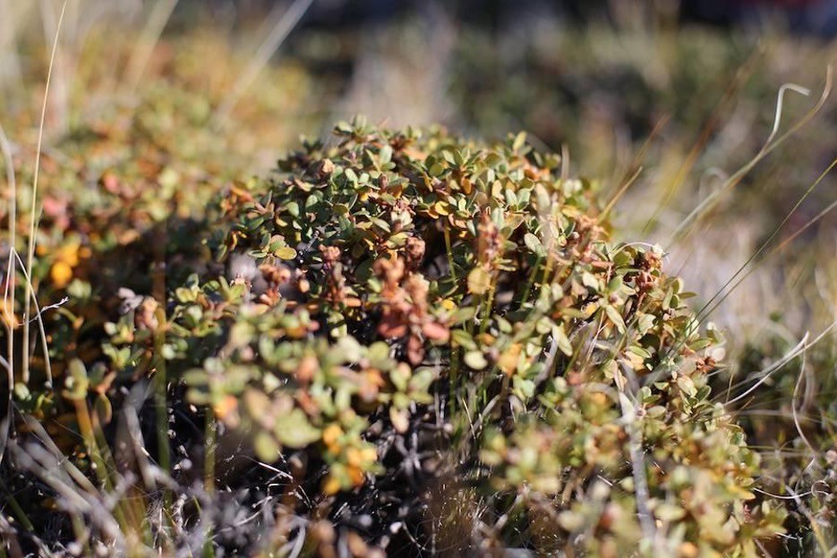 Scrubby plant from Greenland